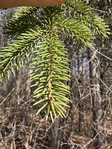 white spruce (Picea glauca)