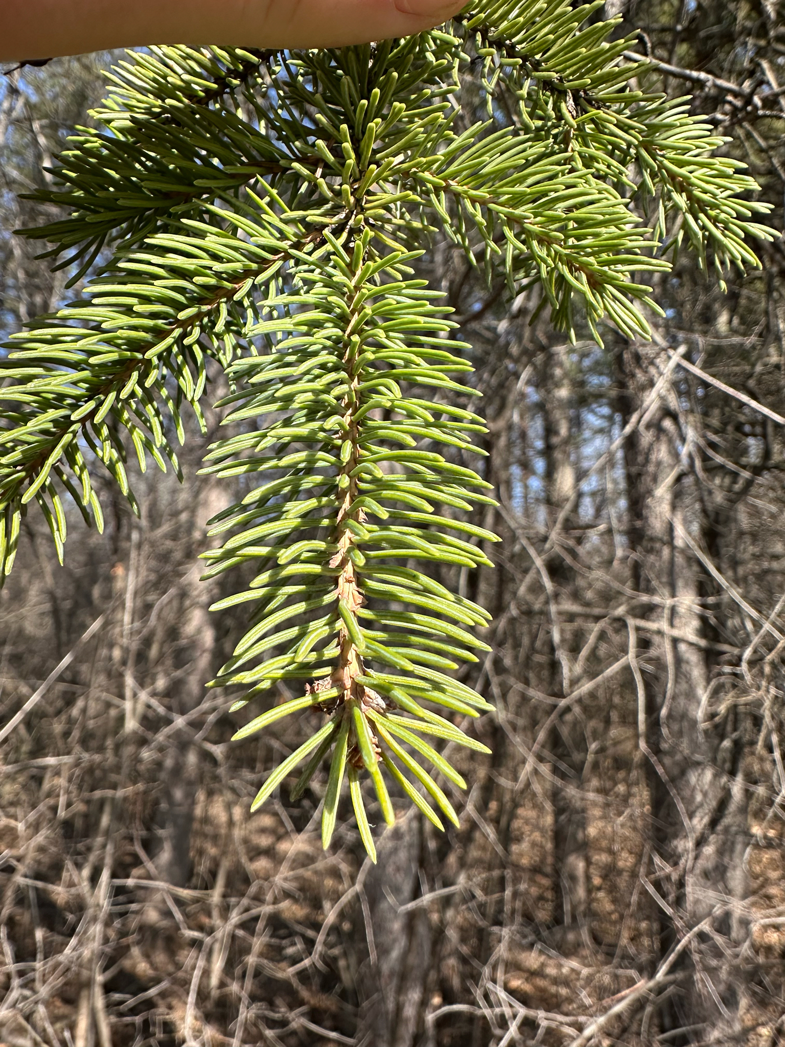 White Spruce (Picea glauca)
