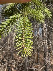 L'épinette Blanche (Picea glauca)