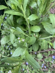 Thlaspi arvense
