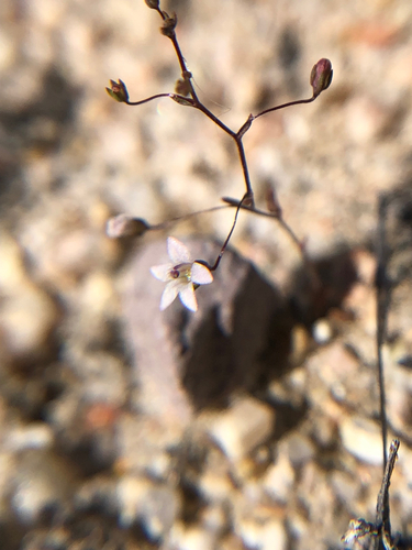 slender threadplant (Nemacladus gracilis)