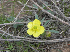 Ranunculus polyrhizos
