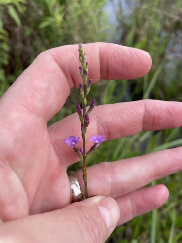 Florida bluehearts (Buchnera floridana)