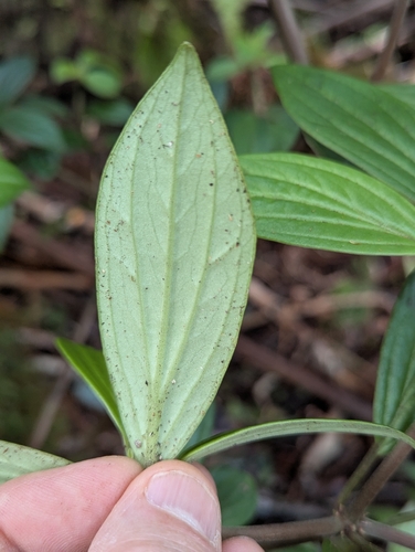 Peperomia membranacea