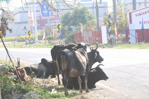 Indicine Cattle