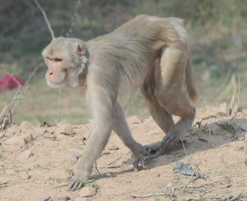 Rhesus Macaque