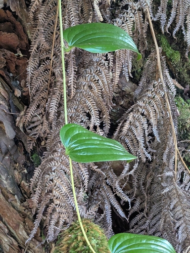 Hoi kuahiwi (Smilax melastomifolia)