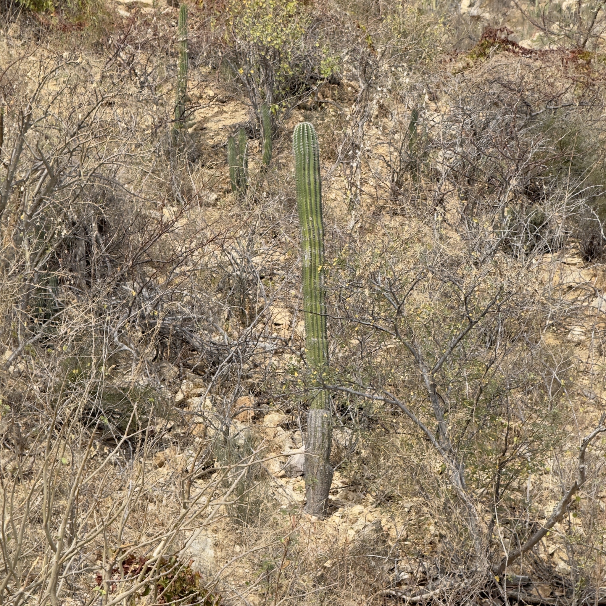 Cardón Cactus (Pachycereus pringlei)
