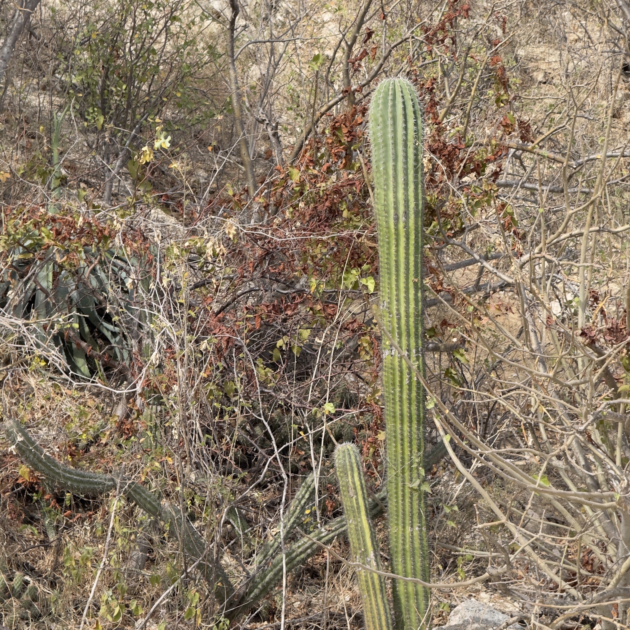 Indian Comb (Pachycereus pecten)