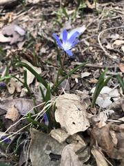 Scilla luciliae
