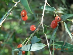 Blepharocalyx salicifolius