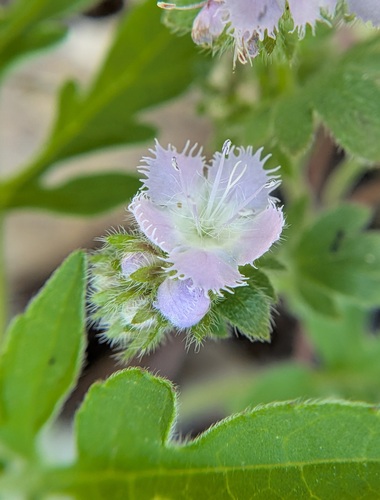 Miami Mist (Phacelia purshii)
