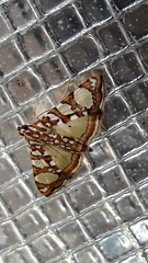 Glyphodes sibillalis