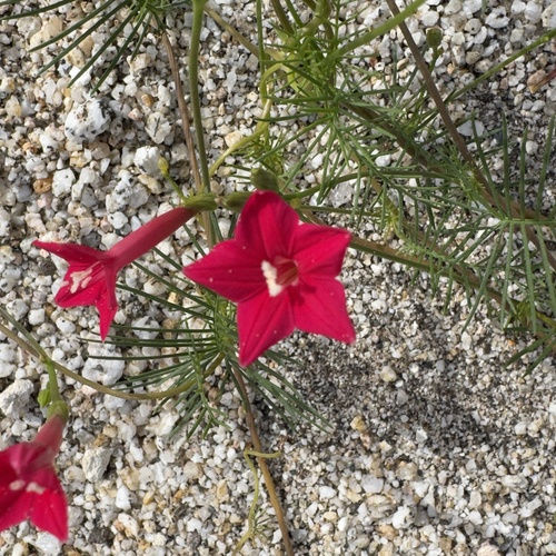 Cypressvine (Ipomoea quamoclit)