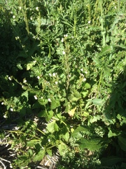 Phacelia viscida albiflora