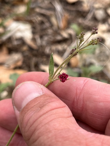 Scarlet Spiderling (Boerhavia coccinea)