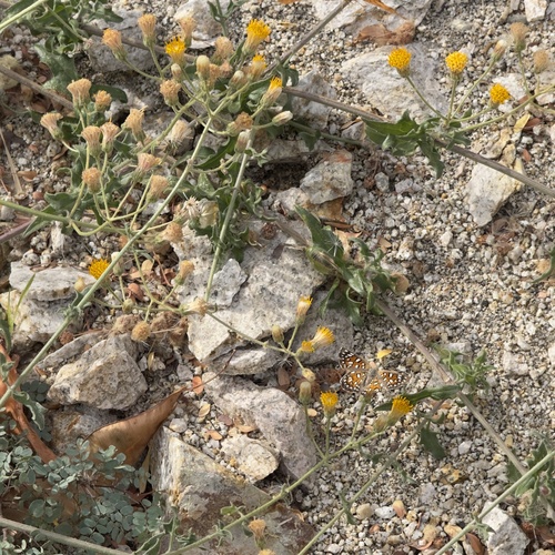 Cape Sweetbush (Bebbia atriplicifolia)
