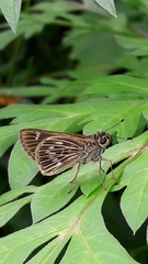 Vehilius stictomenes
