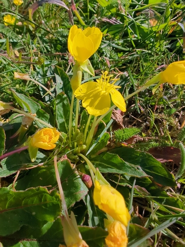 Sun Cup (Taraxia ovata)