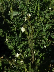Phacelia viscida albiflora
