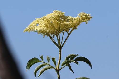 Blue Elderberry (Sambucus mexicana)