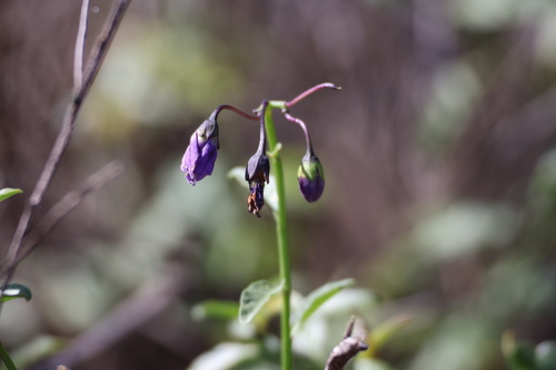 Parish's nightshade (Solanum parishii)