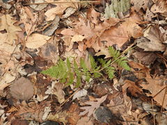 Dryopteris × triploidea