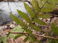 Dryopteris × triploidea