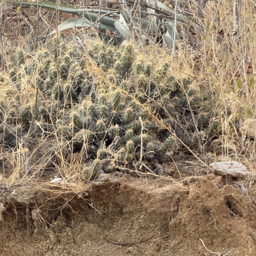 Brandegee's Hedgehog Cactus (Echinocereus brandegeei)