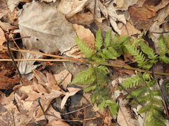 Dryopteris × triploidea