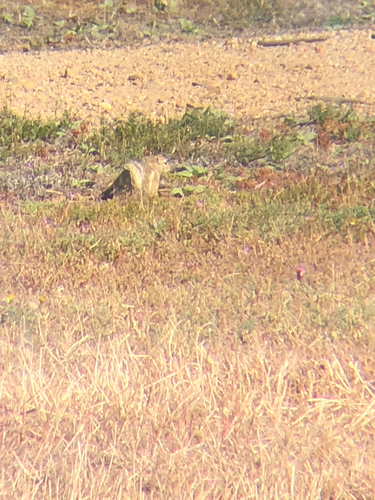 Nelson's Antelope Squirrel observed by jmjo