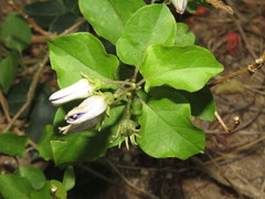 Lycianthes lenta