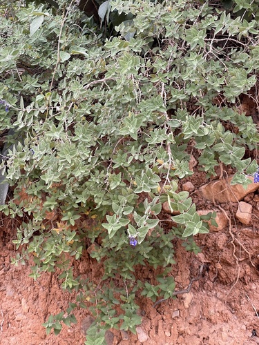 Salvia cuspidata, photograph 4