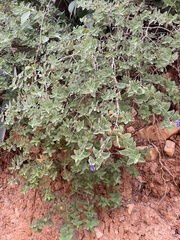 Salvia cuspidata, photograph (c) Eduardo Dios Alemán, some rights reserved (CC BY-SA)