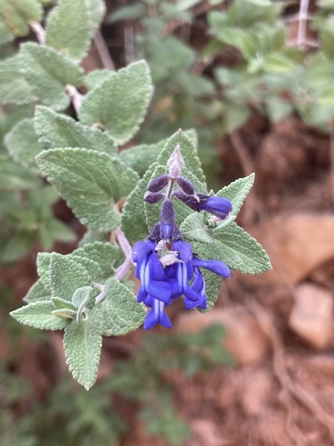 Salvia cuspidata, photograph 5