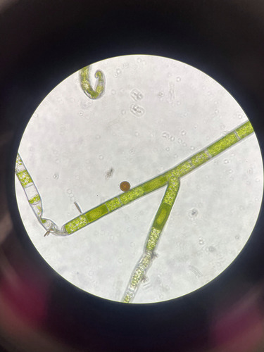 green rope (Acrosiphonia coalita)