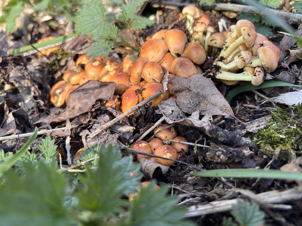 Hypholoma fasciculare · April 2026 · photo: © fihu (iNaturalist, cc-by)
