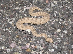 Crotalus cerastes cerastes