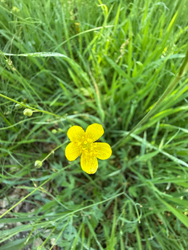 Western Buttercup (Ranunculus occidentalis)