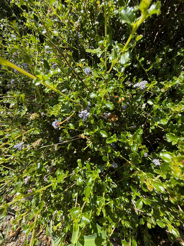 Wavyleaf Ceanothus (Ceanothus foliosus)