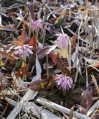 Heloniopsis orientalis
