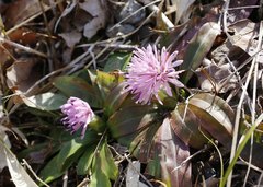 Heloniopsis orientalis