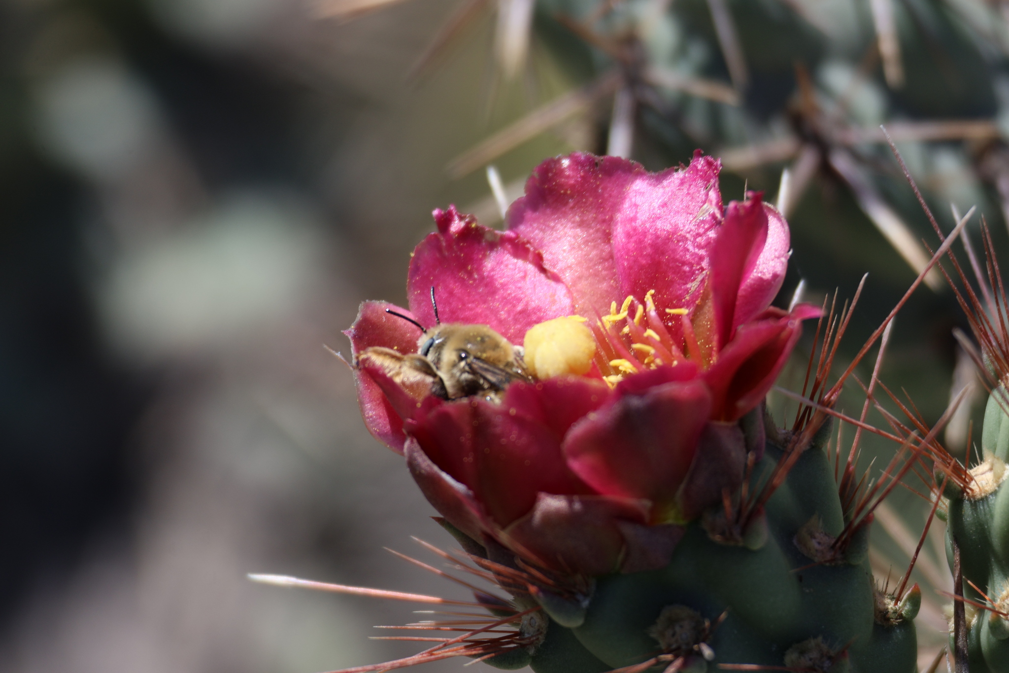 Coast Cholla (Cylindropuntia prolifera)