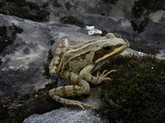 Rana macrocnemis