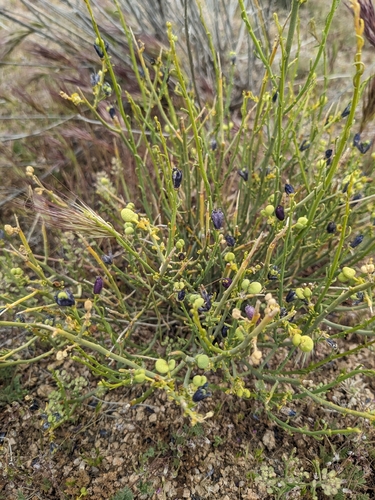 Turpentine Broom (Thamnosma montana)