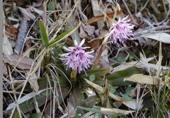 Heloniopsis orientalis