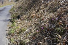 Heloniopsis orientalis