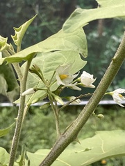 Gboma (Solanum torvum)