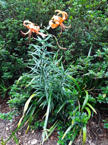 Lilium lancifolium iNat (3)