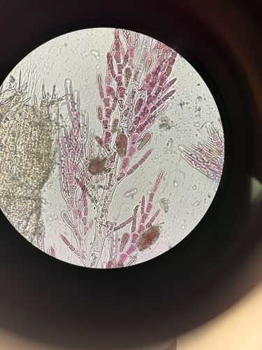 Pleonosporium observed 2026-03-22
